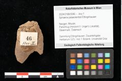 Foto (Objekt + Etikett) von Sphaeria palaeolentisti Ettingshausen (NHMW-GEO-2024-0188-0046)